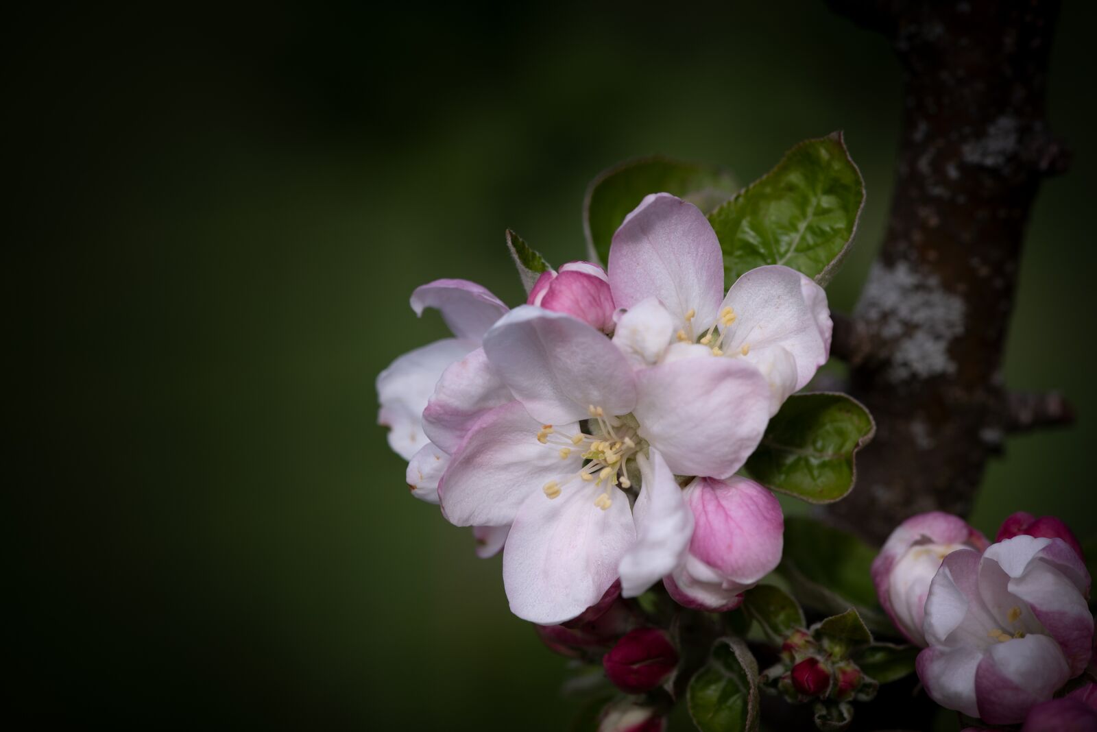 Nikon D750 sample photo. Flowers, white, branch photography