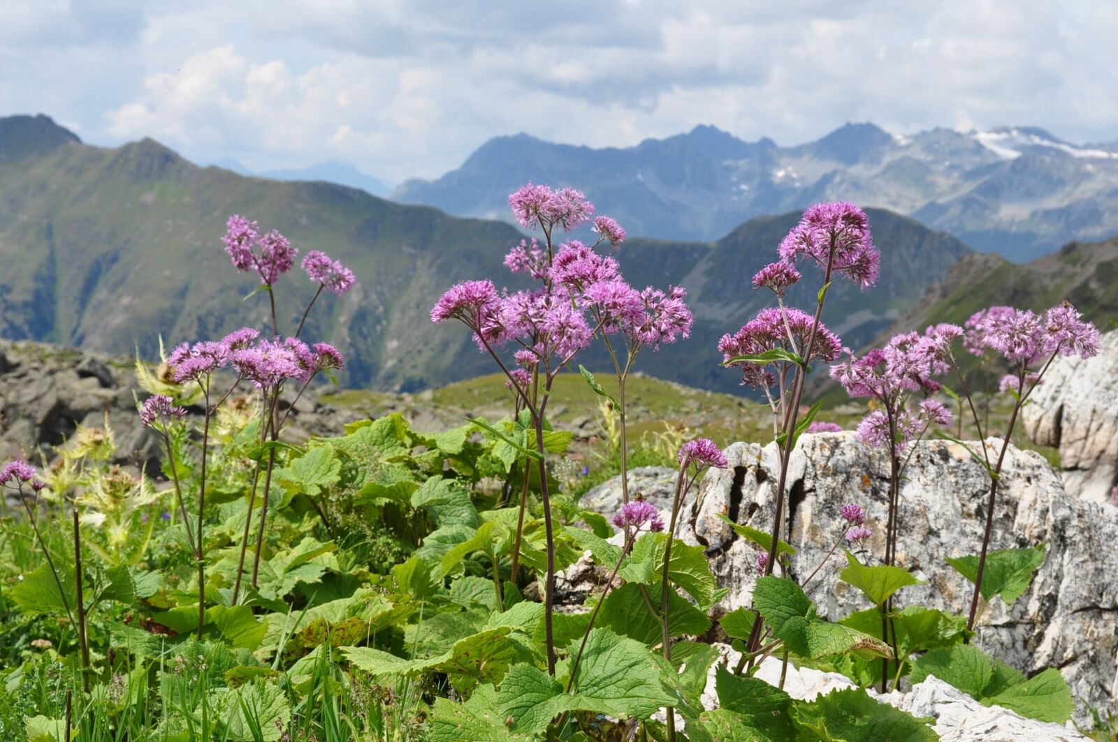Nikon D90 sample photo. Mountains, flowers, alpine photography