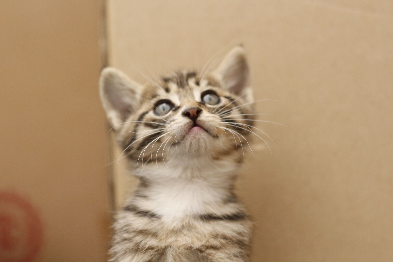 Canon EOS 700D (EOS Rebel T5i / EOS Kiss X7i) sample photo. Cat, cute, the cat photography