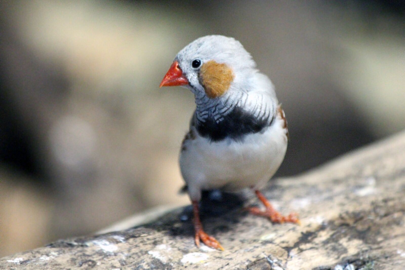 Canon EOS 650D (EOS Rebel T4i / EOS Kiss X6i) sample photo. The finch, bird, nature photography