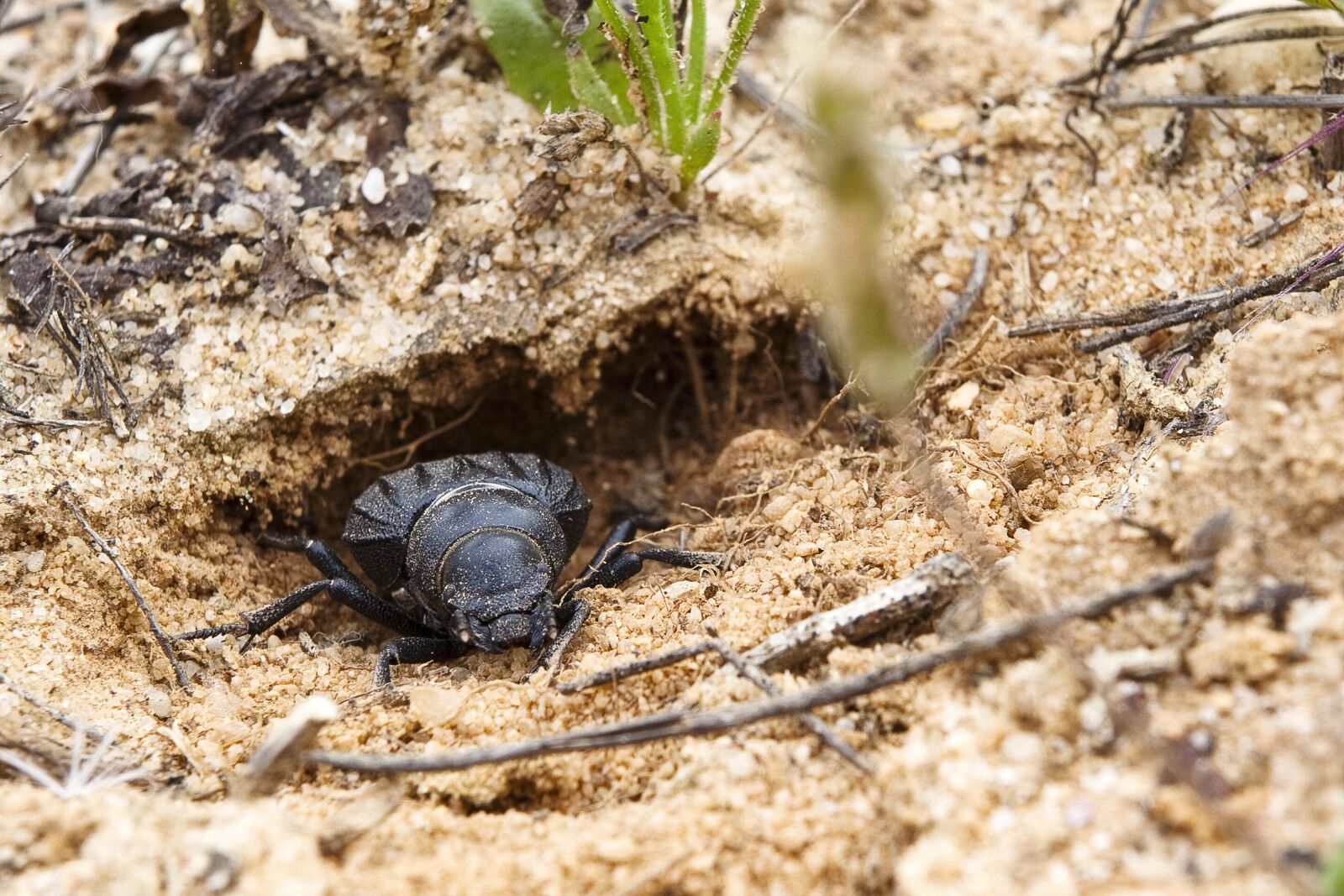 Canon EOS 5D Mark II sample photo. Nature, invertebrate, insect photography