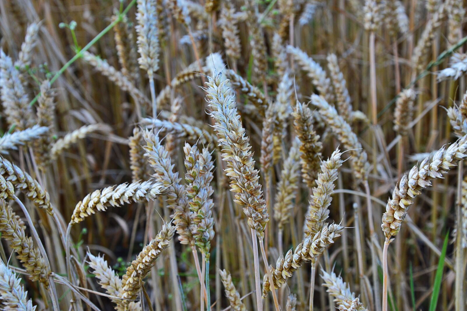 Nikon D3200 sample photo. Cereals, grain, spike photography