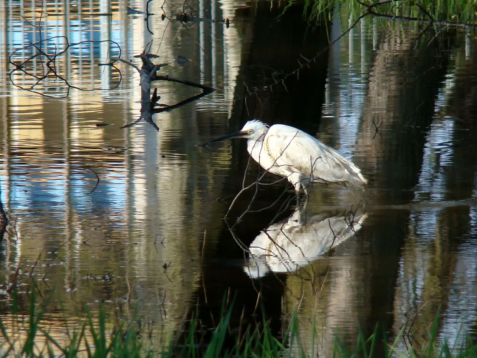 Sony DSC-H9 sample photo. Water, reflection, bird photography