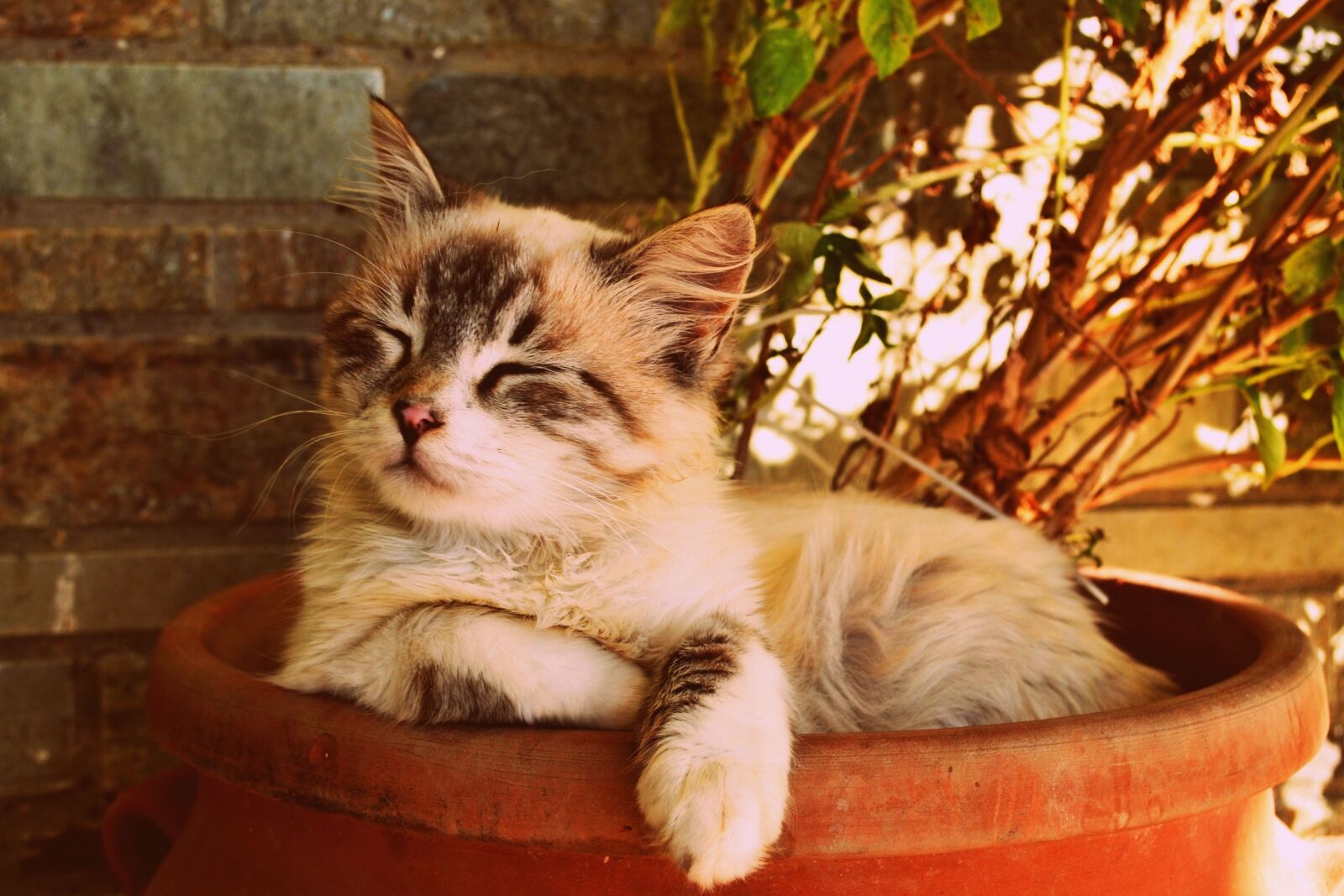 Nikon D3100 sample photo. Kitten asleep in a photography