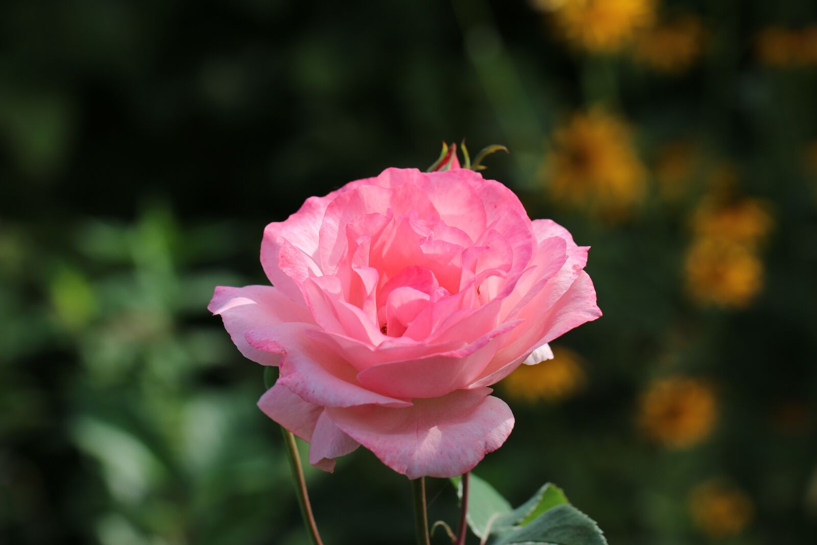 Canon EF 100mm F2.8L Macro IS USM sample photo. Rose, flower, postcard photography