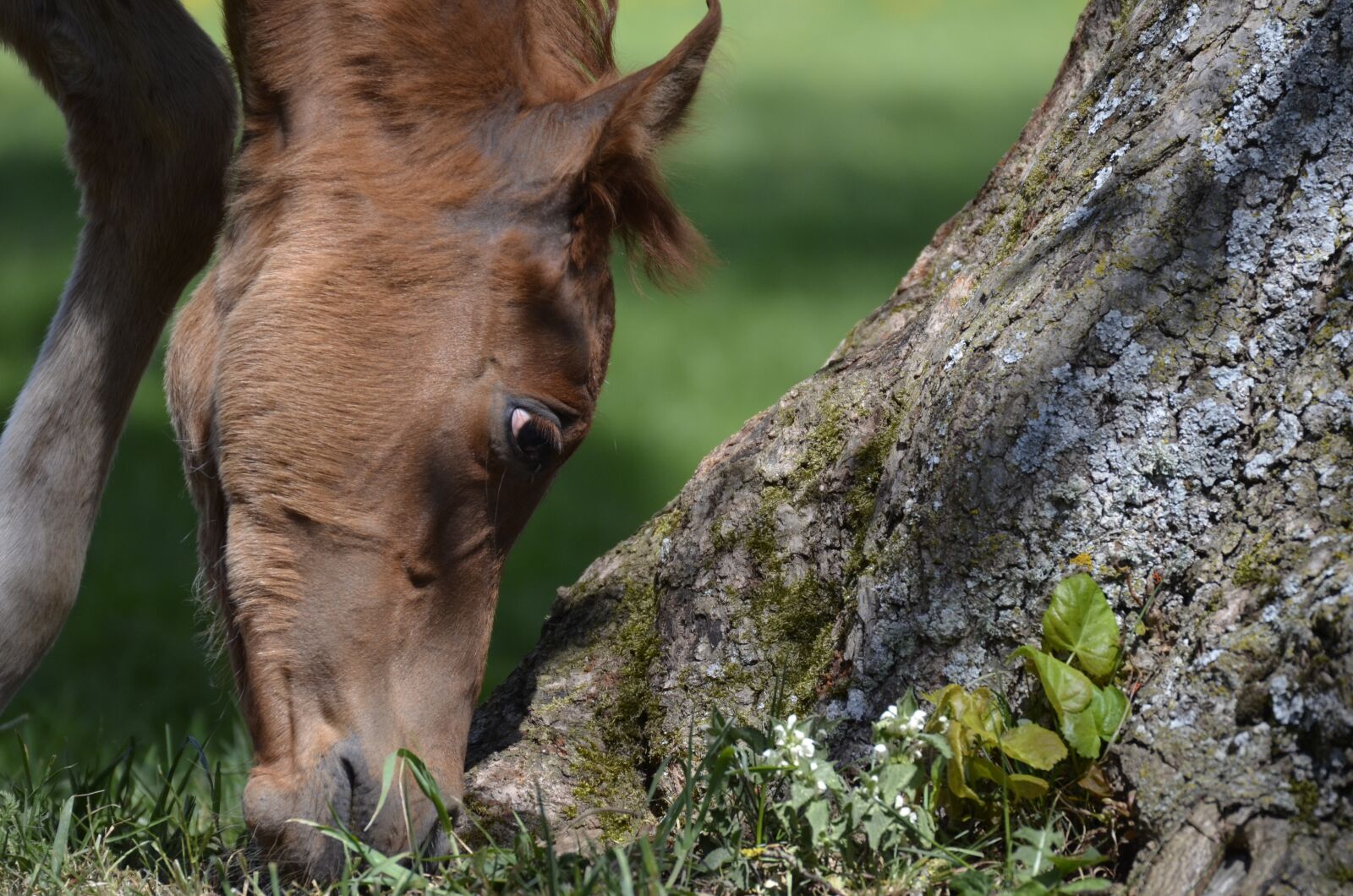Nikon D5100 sample photo. Marbach, foal, tree photography
