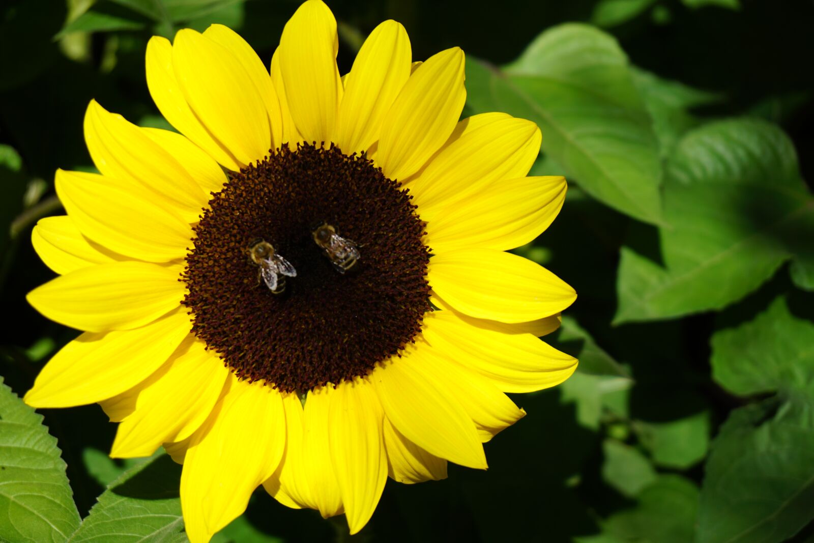 Sony a6000 sample photo. Sunflower, flower, garden photography