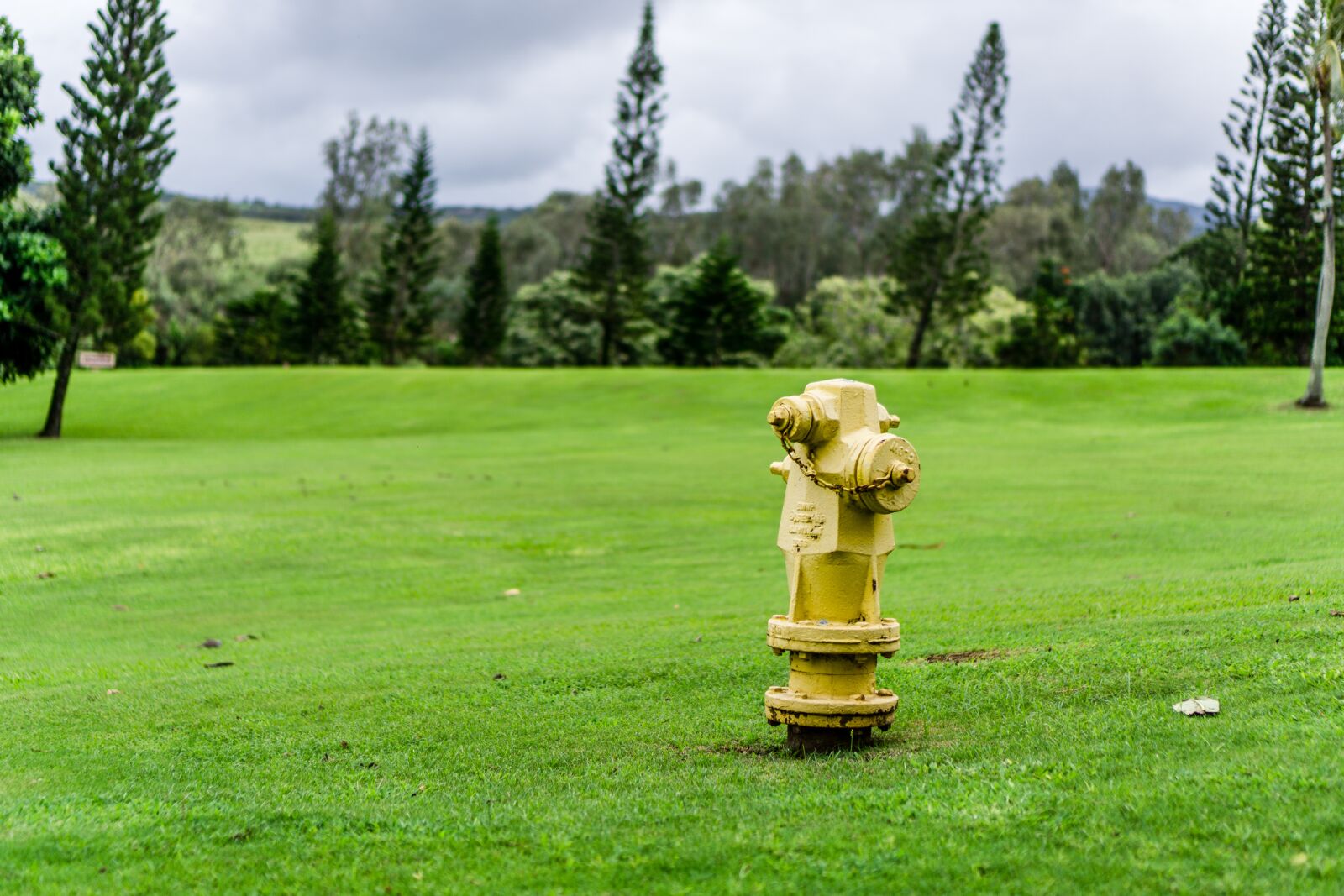 Sony a6000 + Sony E 35mm F1.8 OSS sample photo. Grass, hydrant, fire photography