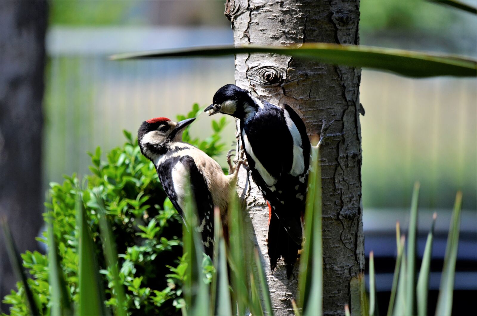Nikon D5100 sample photo. Nature, wildlife, birds photography