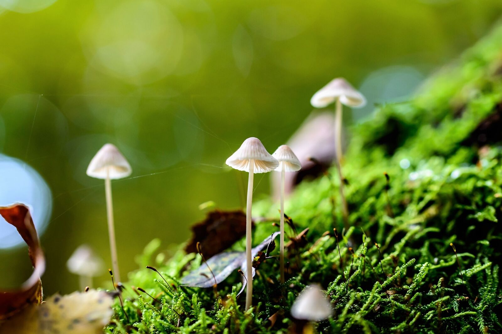 Tamron SP AF 60mm F2 Di II LD IF Macro sample photo. Mushrooms, nature, white photography