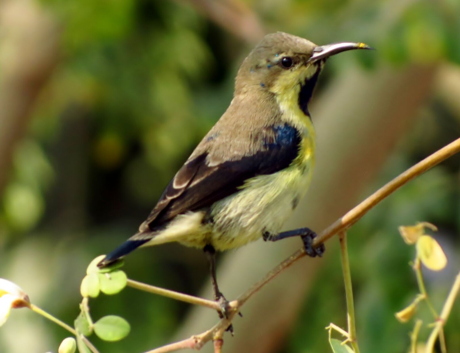 Canon PowerShot SX40 HS sample photo. Bird, surbird photography