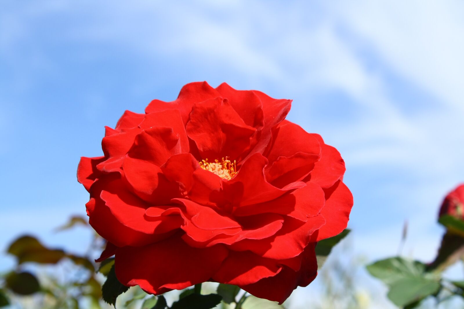 Canon EOS 1000D (EOS Digital Rebel XS / EOS Kiss F) sample photo. Rose, red, sky photography