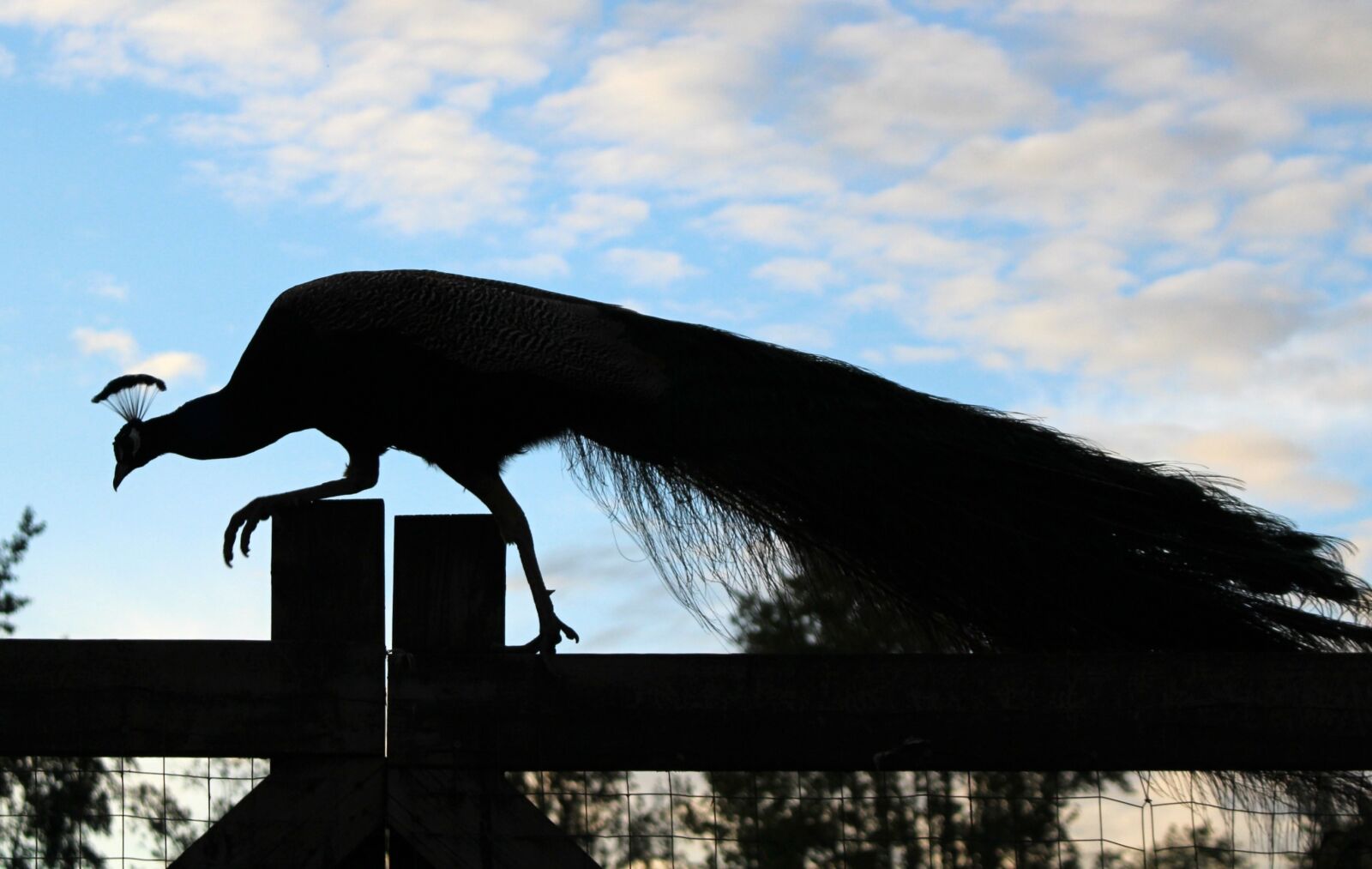 Canon EOS 100D (EOS Rebel SL1 / EOS Kiss X7) sample photo. Peacock, silhouette, feather photography