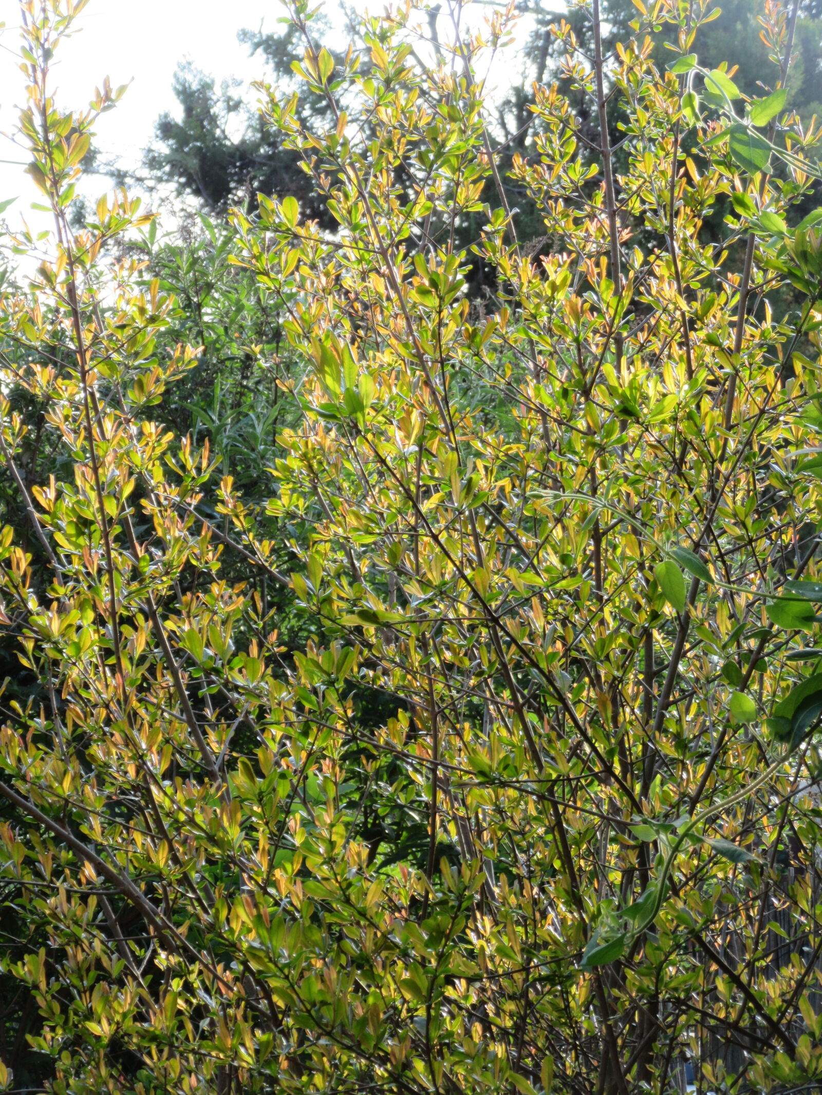 Canon PowerShot SX600 HS sample photo
