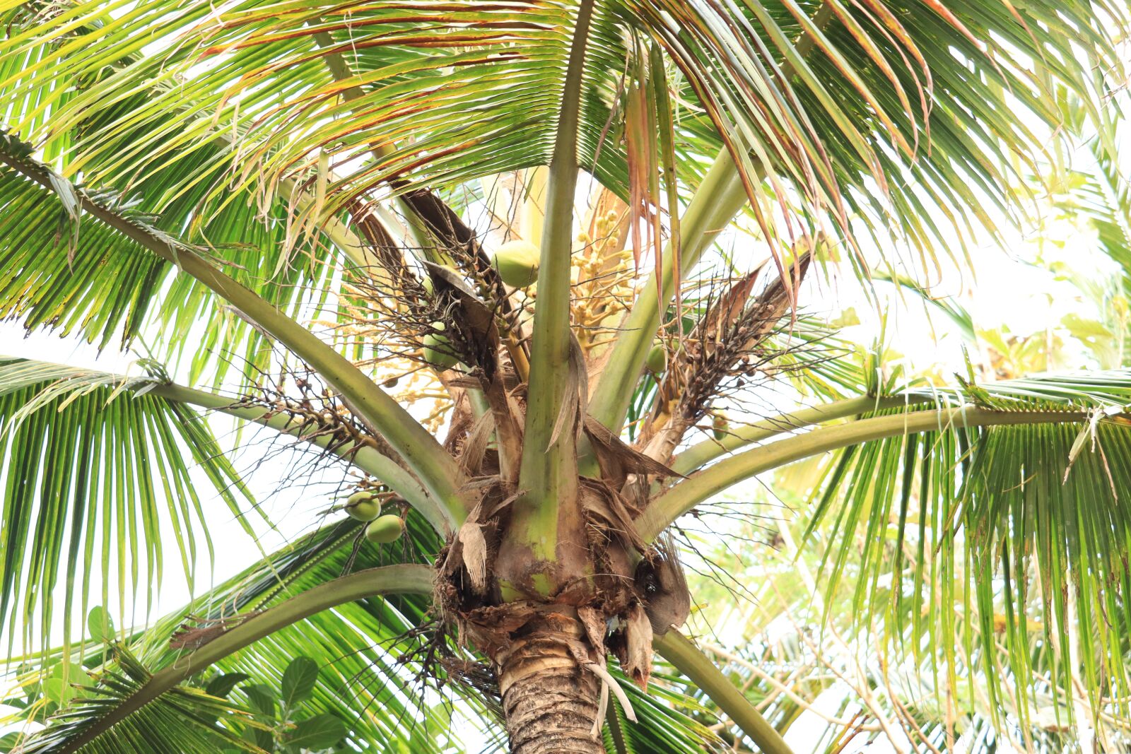 Canon EOS 250D (EOS Rebel SL3 / EOS Kiss X10 / EOS 200D II) sample photo. Coconut, tree, garden photography