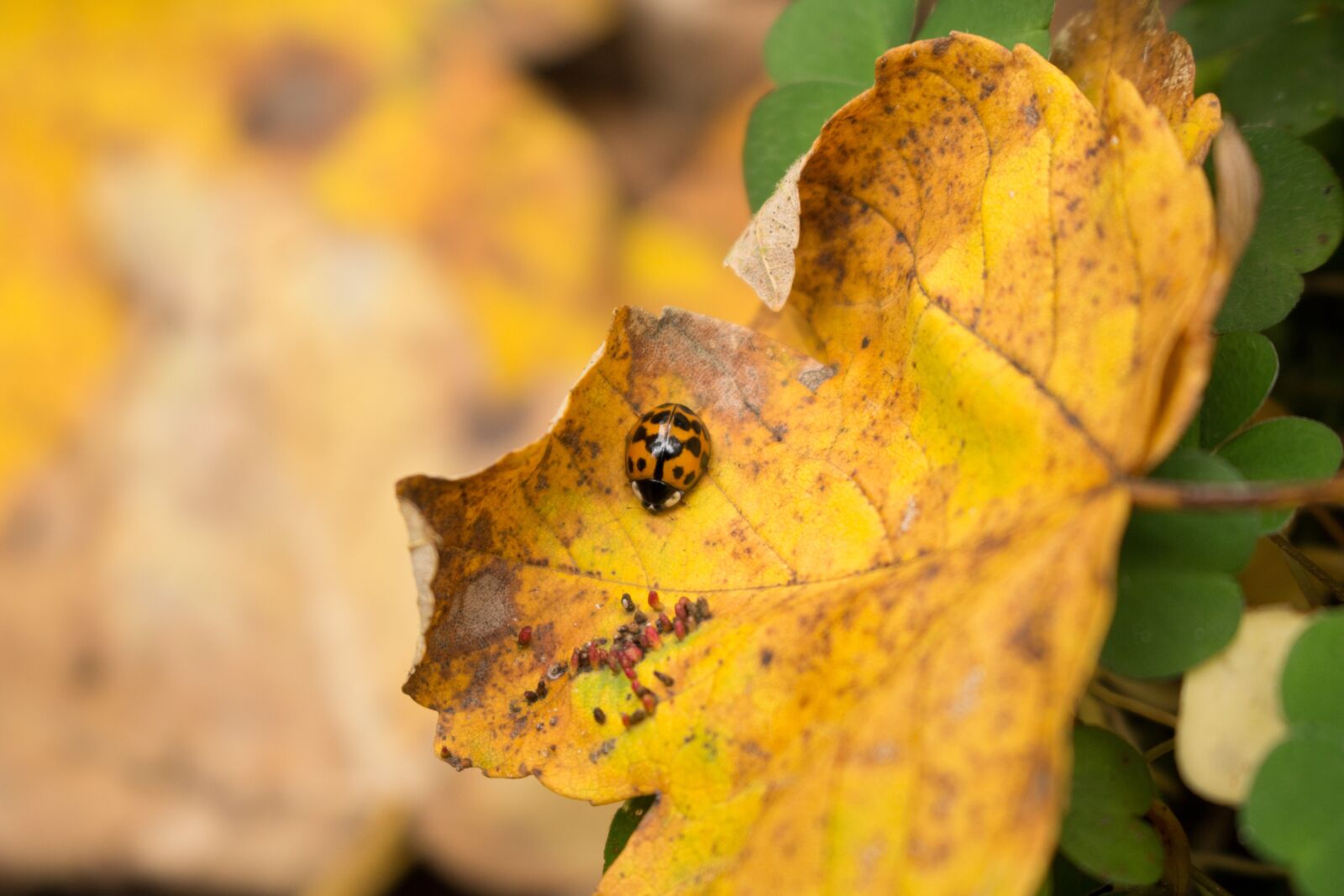 Canon EOS 700D (EOS Rebel T5i / EOS Kiss X7i) sample photo. Nature, leaf, plant photography