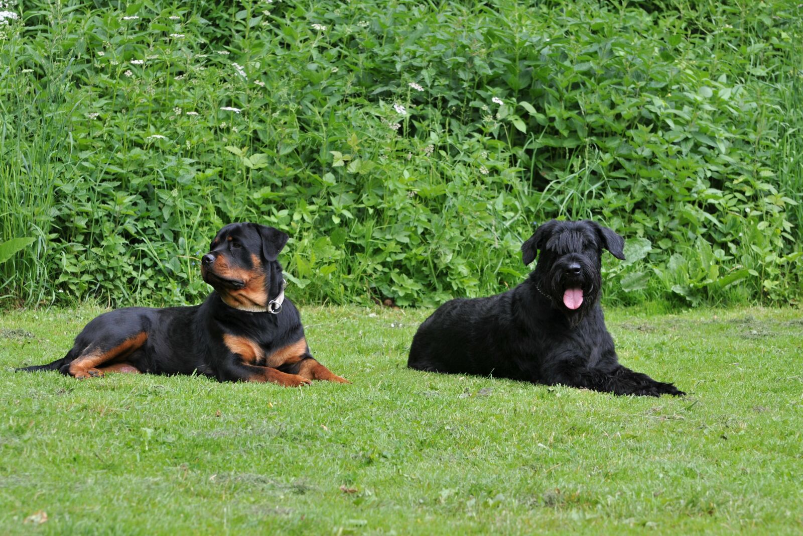 Nikon D300 sample photo. Dogs, canines, pets photography