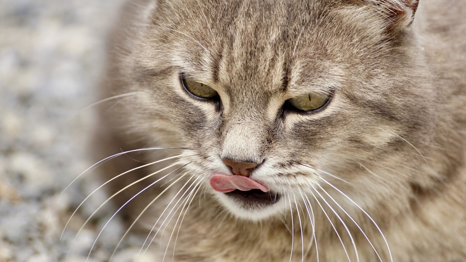 Sony DT 55-300mm F4.5-5.6 SAM sample photo. Cat, domestic cat, animal photography