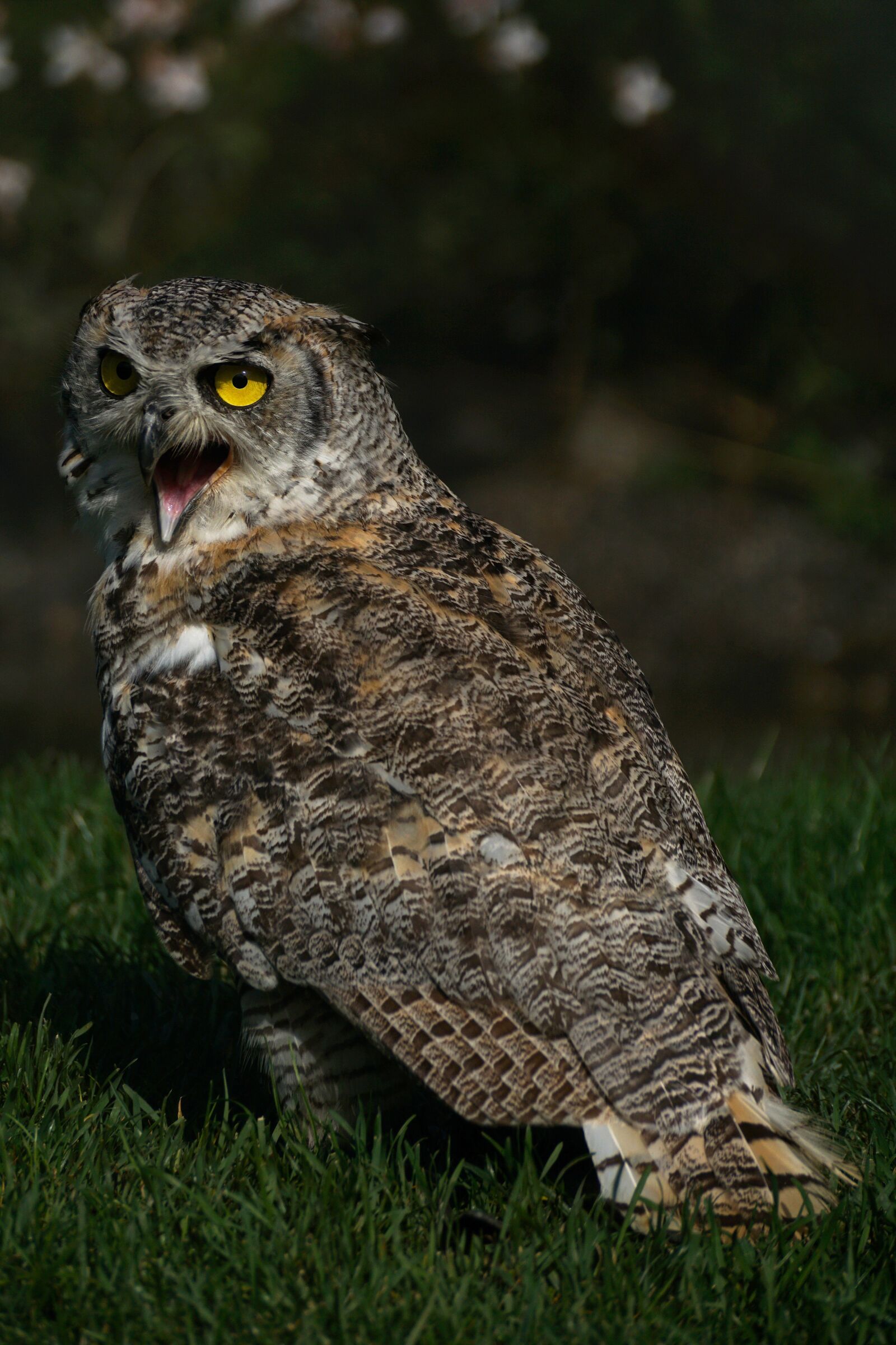 Sony DT 55-300mm F4.5-5.6 SAM sample photo. Eagle owl, owl, bird photography