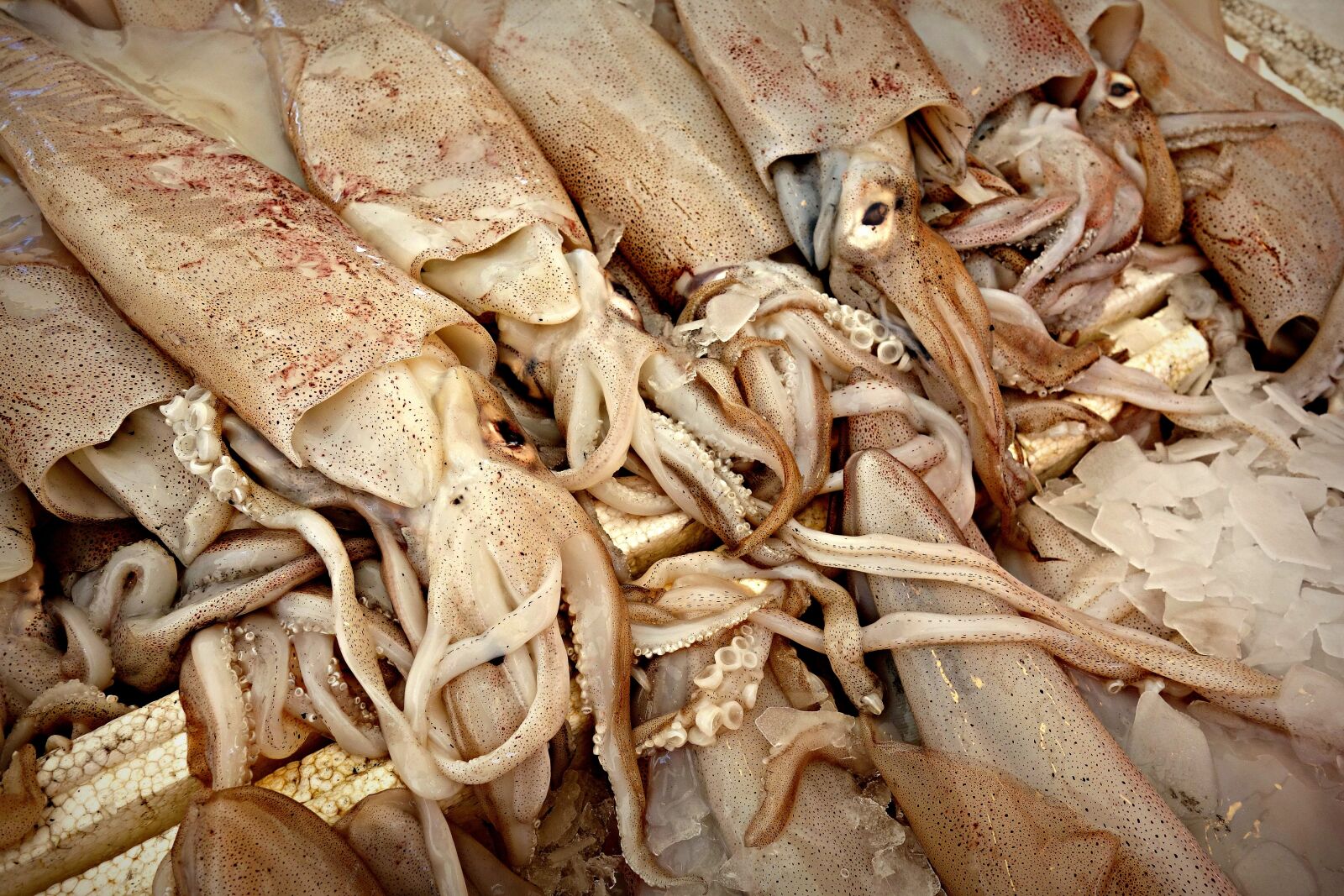 Sony Cyber-shot DSC-RX100 sample photo. Squid, animal, cephalopod mollusc photography