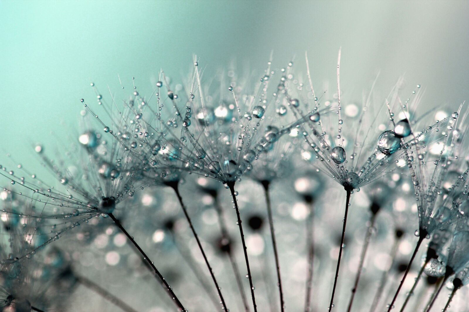 Canon EOS 550D (EOS Rebel T2i / EOS Kiss X4) sample photo. Dandelion seeds, dandelion, dandelions photography