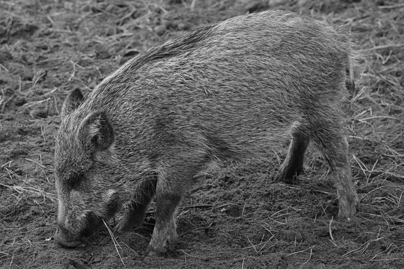 Nikon D7200 sample photo. Wild boar, animal, nature photography