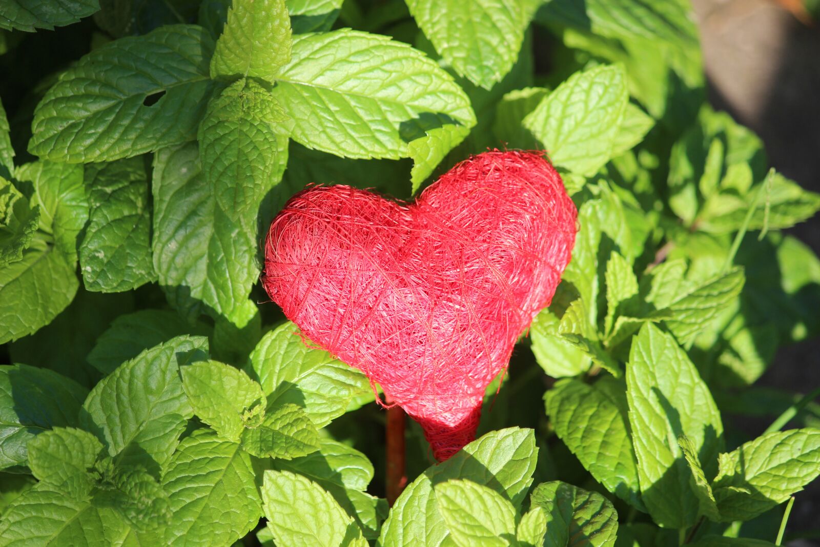 Canon EOS 600D (Rebel EOS T3i / EOS Kiss X5) sample photo. Heart, red, connectedness photography