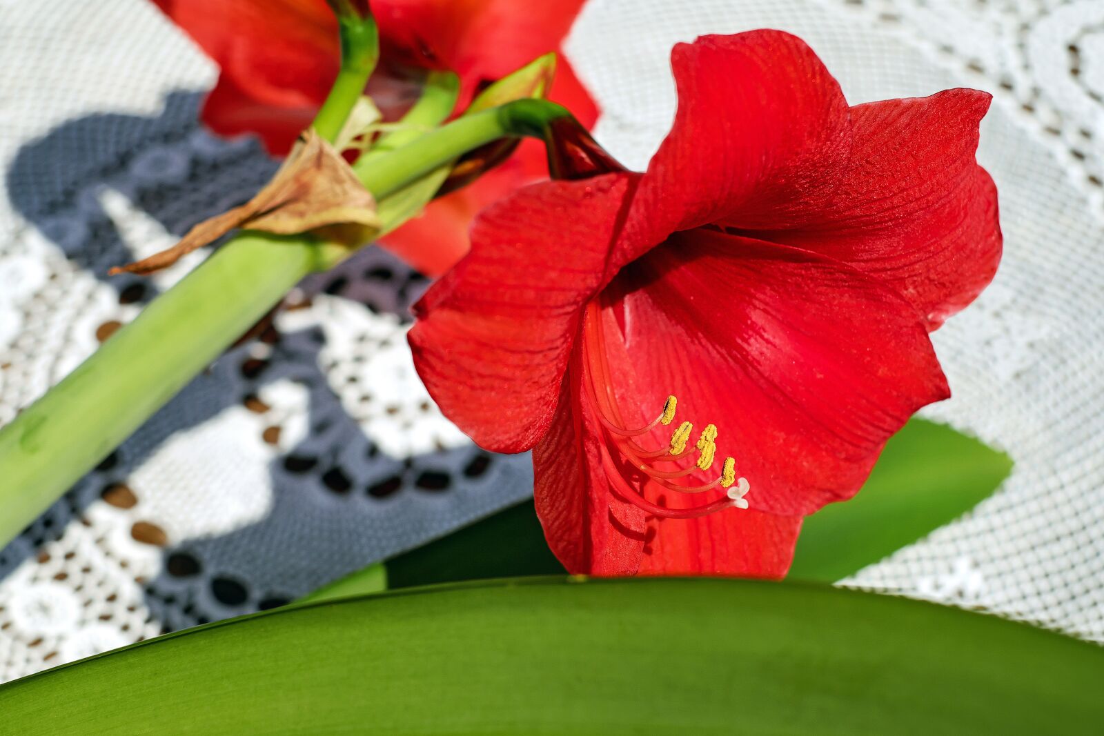 Fujifilm X-T10 + Fujifilm XF 35mm F1.4 R sample photo. Amarillis, flower, blossom photography