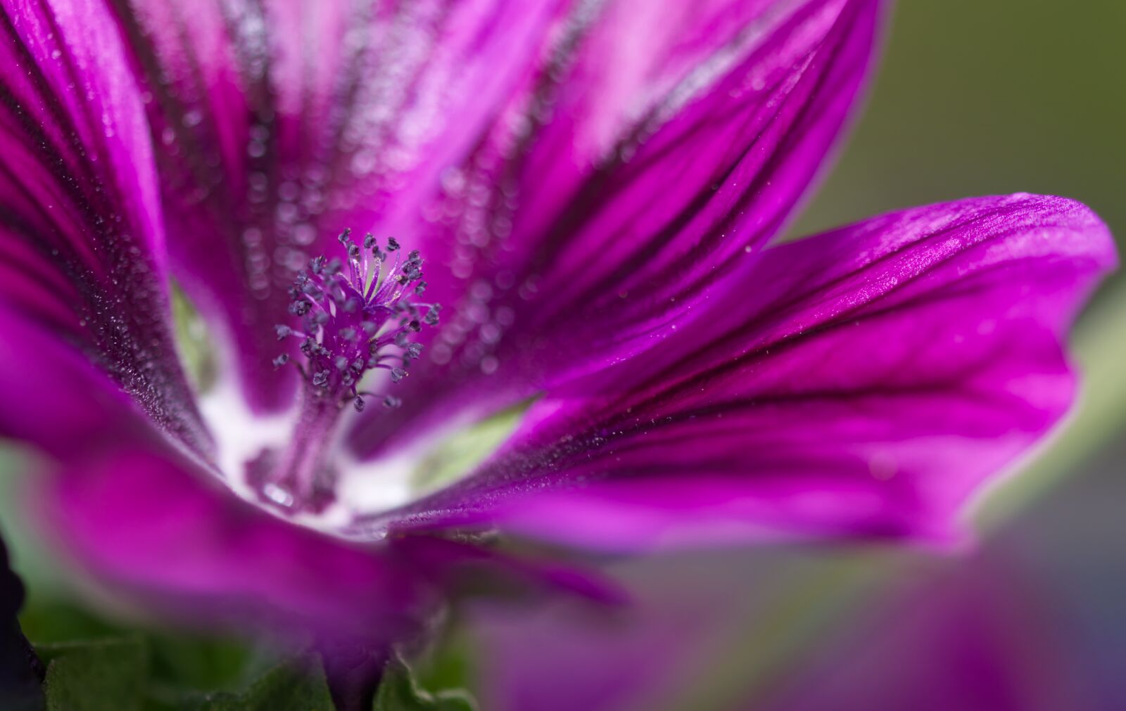 Nikon D5500 sample photo. Flower, blossom, bloom photography