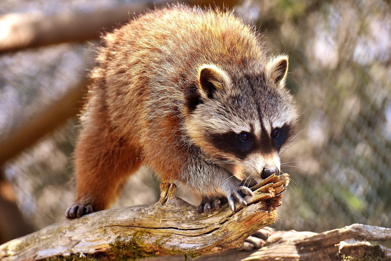 Nikon D7200 sample photo. Raccoon, wild animal, furry photography