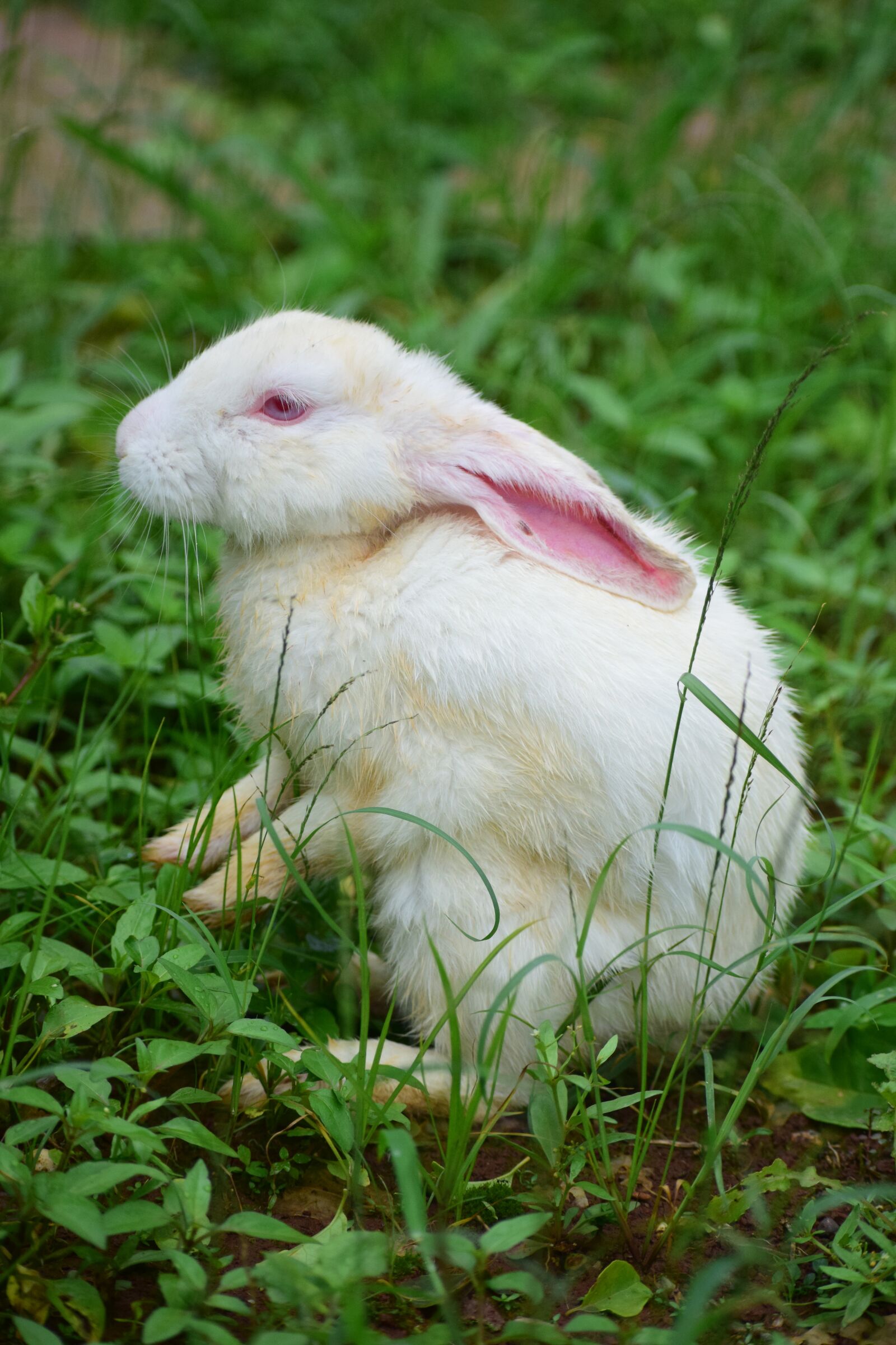 Nikon D5300 sample photo. Rabbit, bunny, hare photography