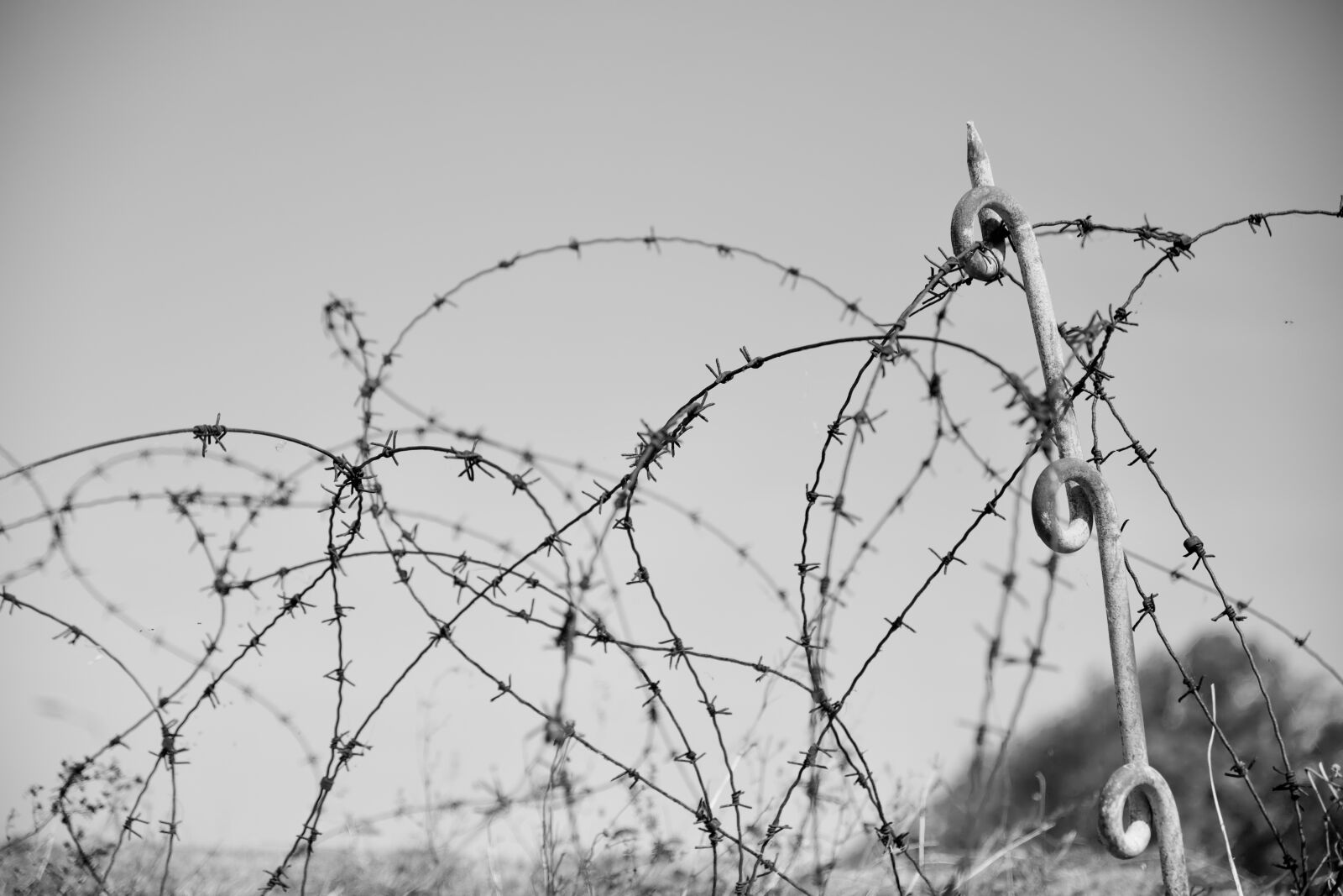 Canon EOS 6D Mark II sample photo. Barbed wire, danger, thread photography