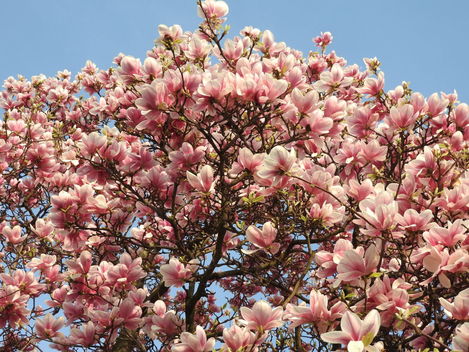 Nikon Coolpix P610 sample photo. Magnolia, spring, blossom photography