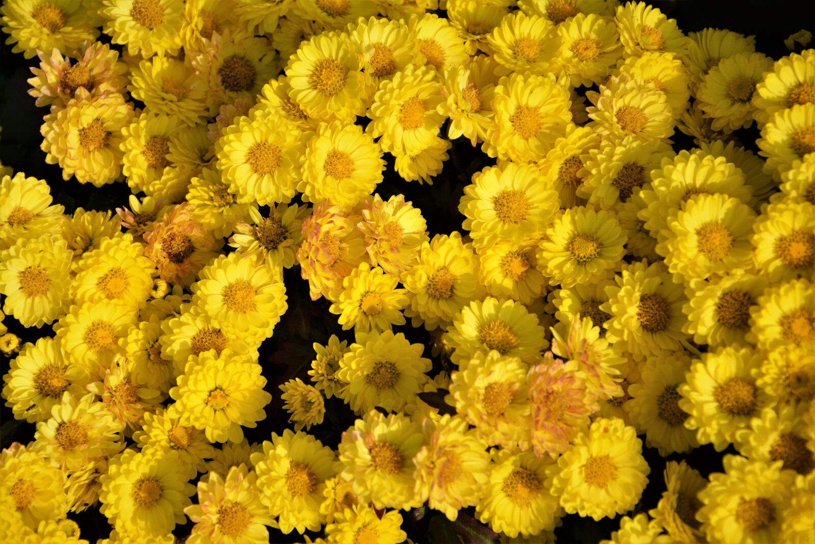 Nikon D7100 sample photo. Flower, chichewa live, vivid photography