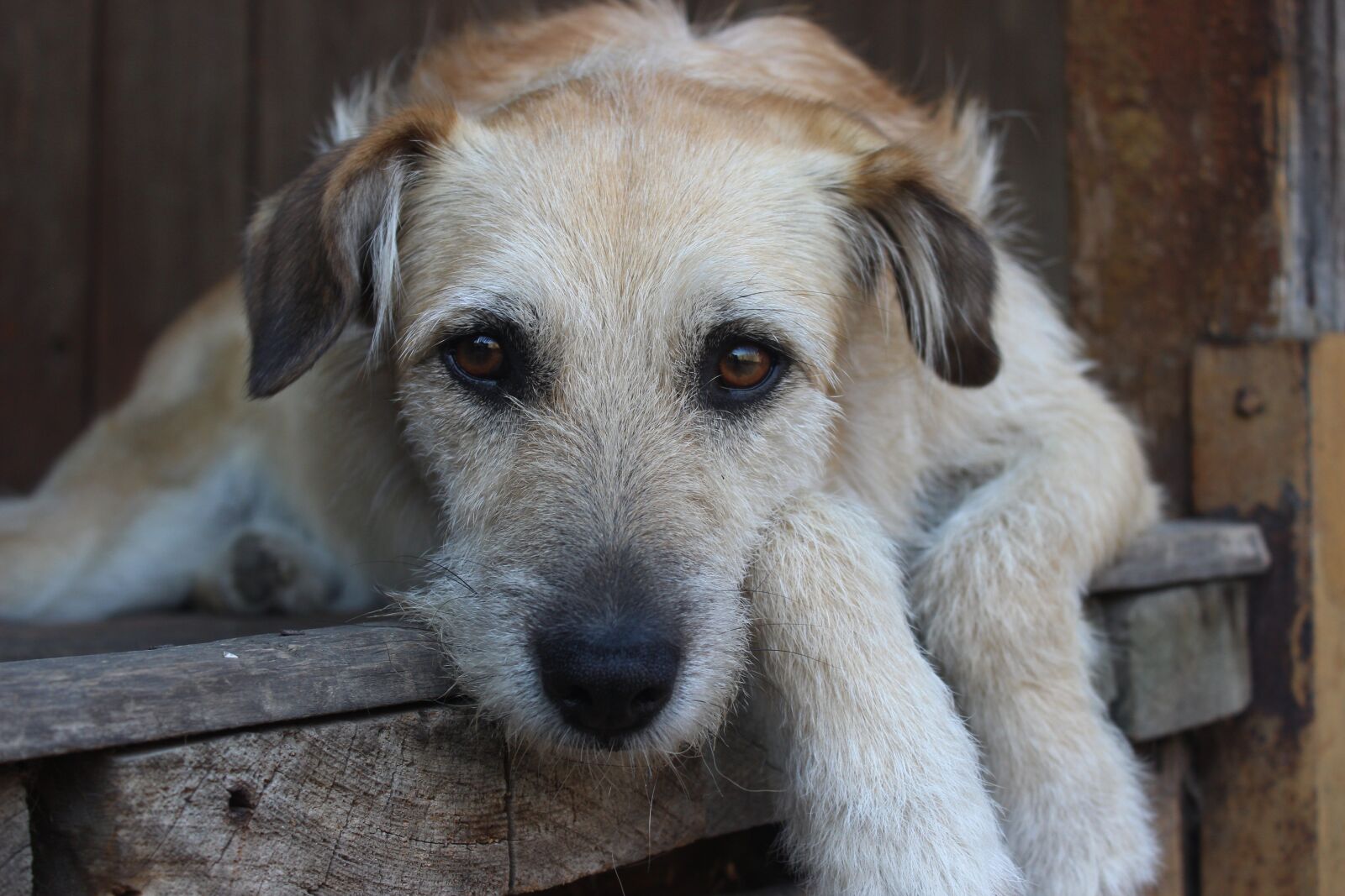 Canon EOS 600D (Rebel EOS T3i / EOS Kiss X5) sample photo. Dog, puppies, beautiful photography