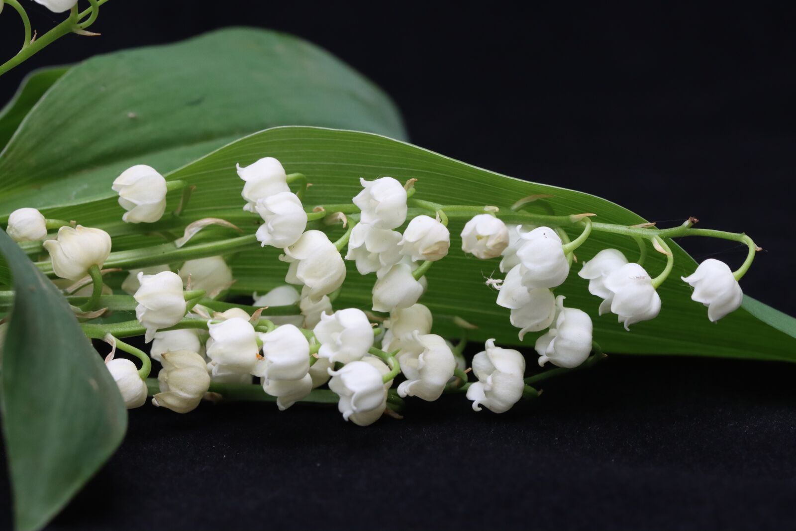 Canon EOS 90D sample photo. Thrush, flower, white photography