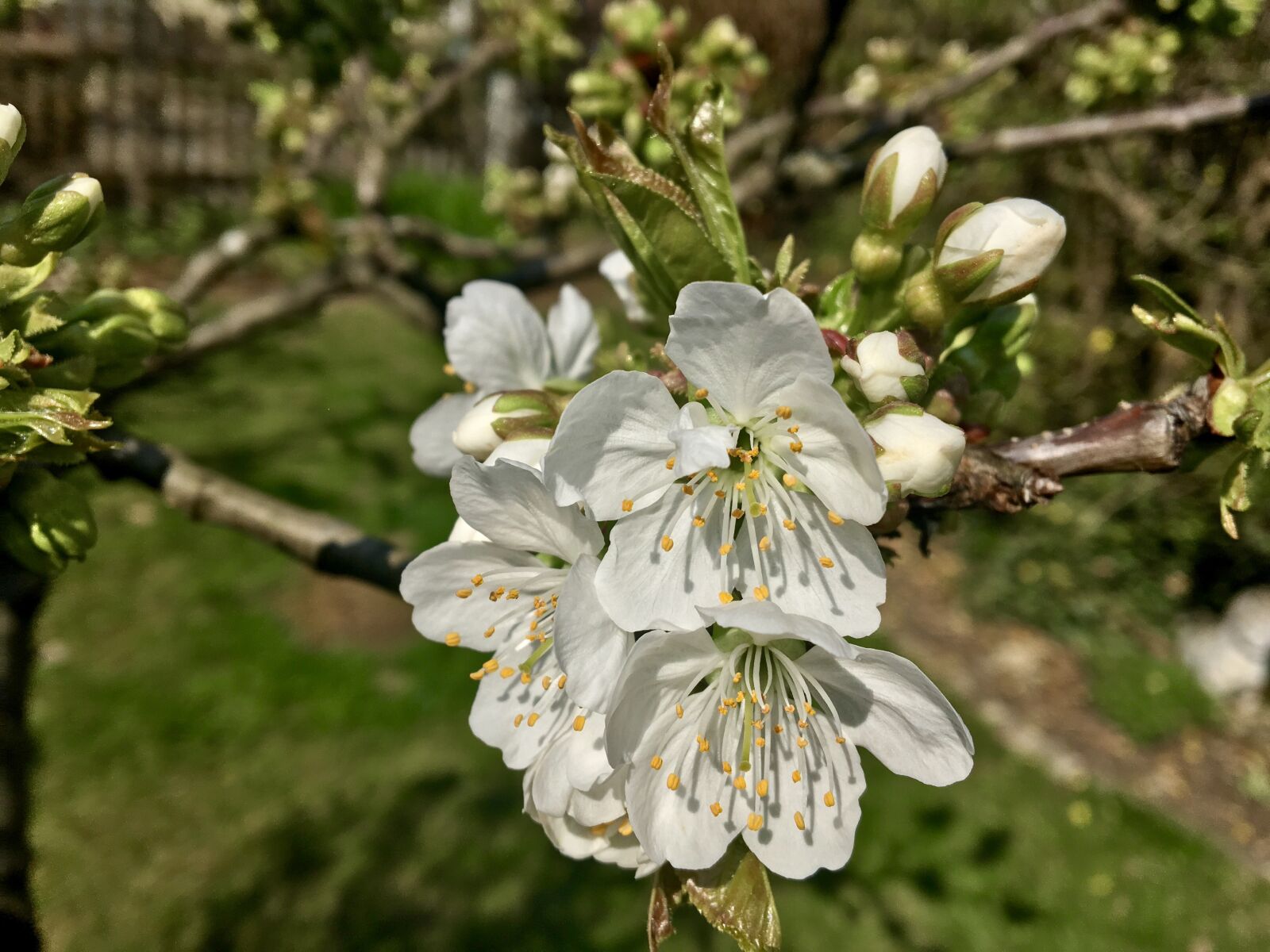 Apple iPad Pro sample photo. Cherry blossom, white, green photography