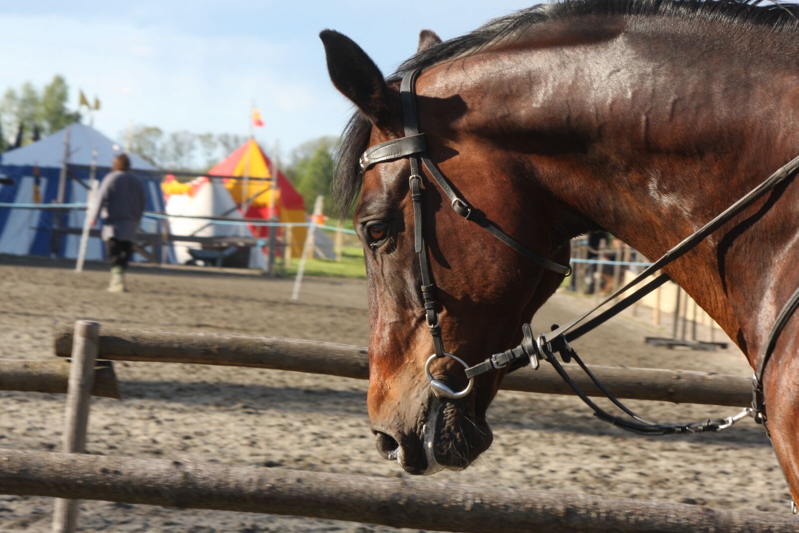 Canon EOS 40D sample photo. Horse, horses, animals photography