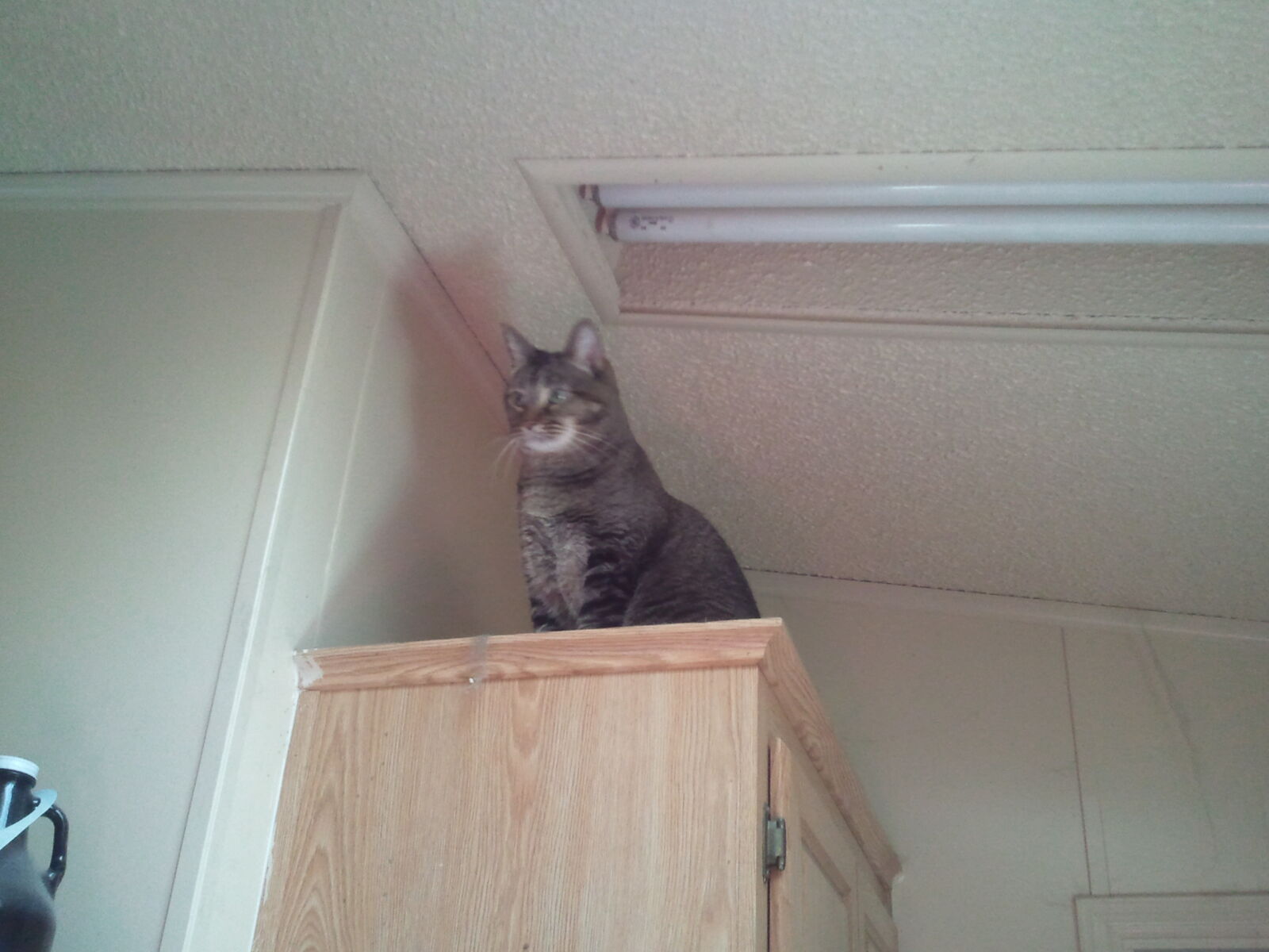 Samsung Galaxy S Vibrant sample photo. Cat, cat, on, a photography