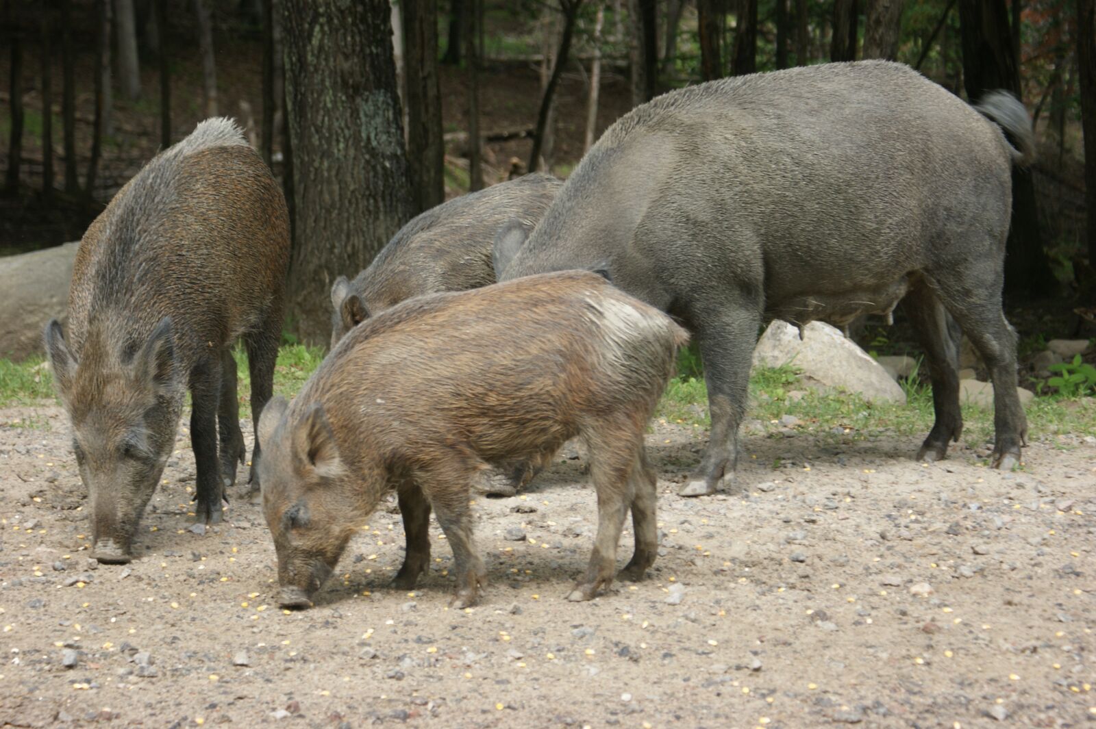 Sony Alpha DSLR-A350 sample photo. Boar, wildlife, pigs photography