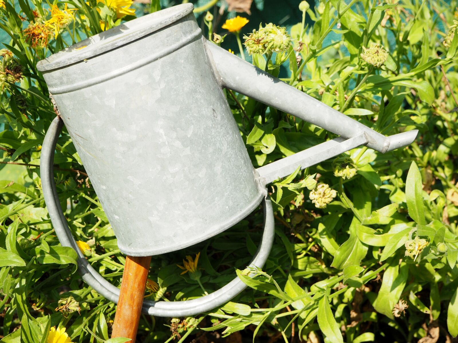 Olympus OM-D E-M10 sample photo. Watering can, garden, marigold photography