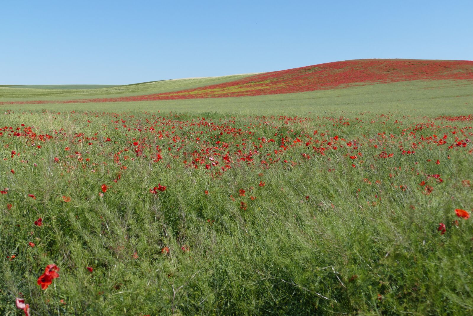 Panasonic Lumix DMC-FZ1000 sample photo. Meadow, field, poppy photography