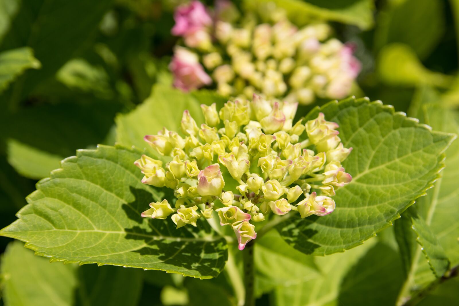 Canon EOS 80D sample photo. Hydrangea, bud, pink photography