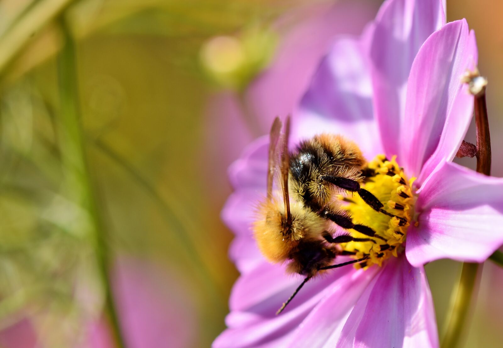 Nikon D7200 sample photo. Hummel, insect, blossom photography