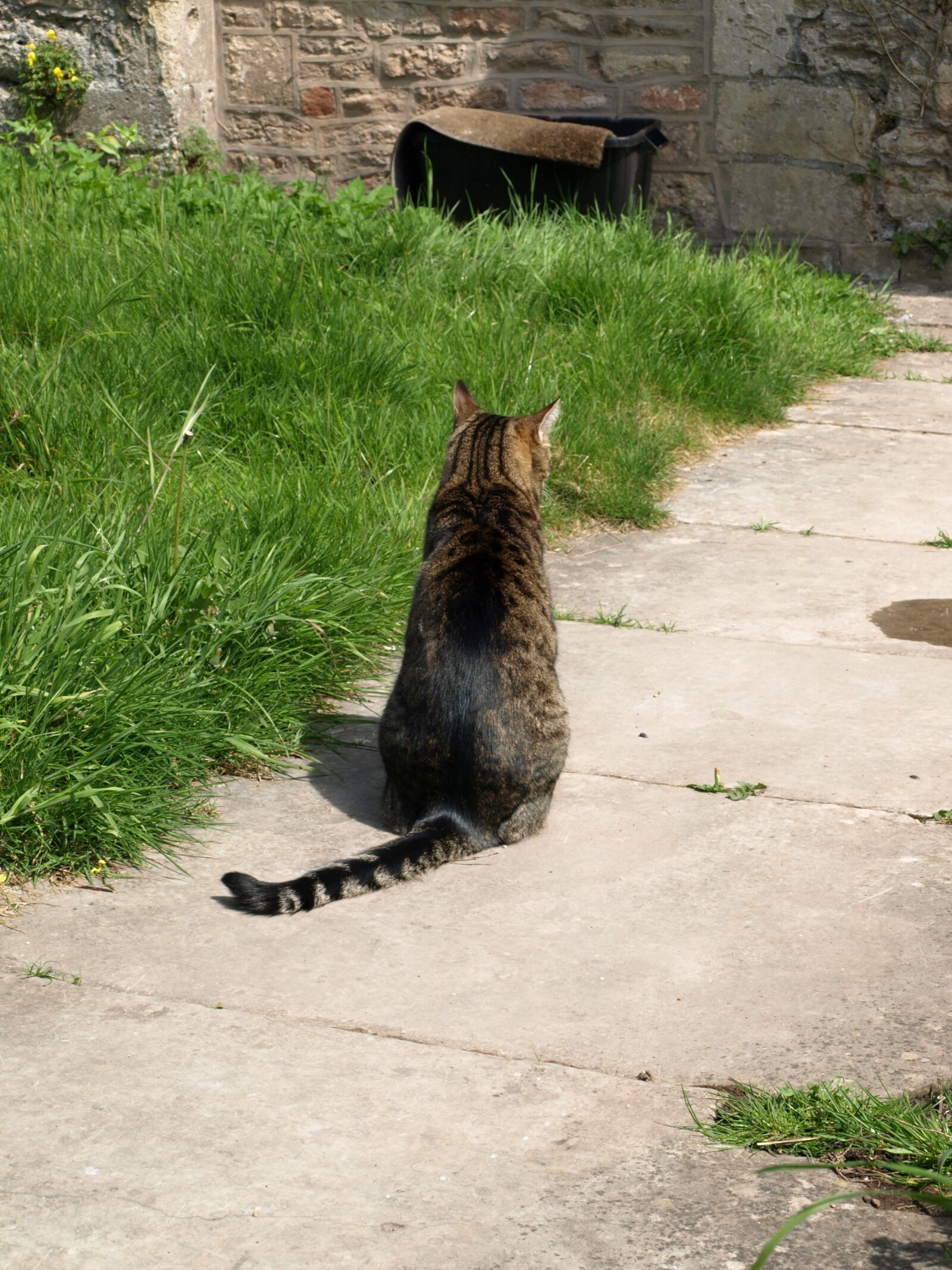 Olympus E-510 (EVOLT E-510) sample photo. Cat, wait, sit photography