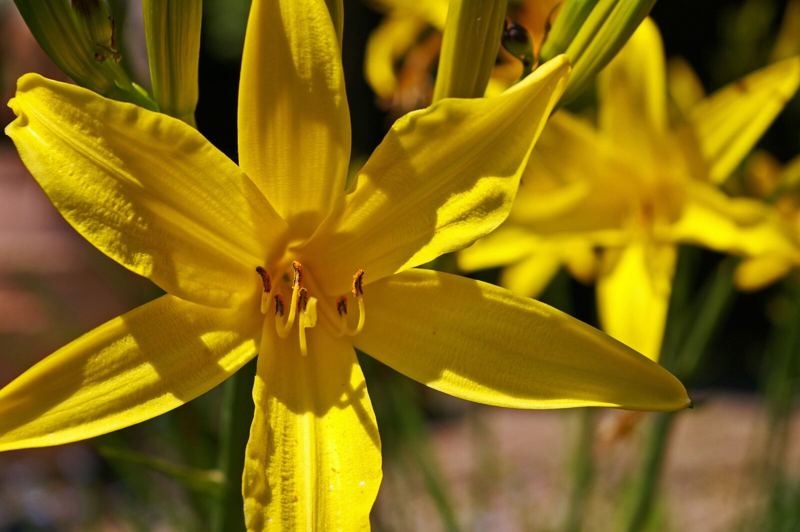 Pentax *ist DL2 sample photo. Daylily, yellow day lily photography