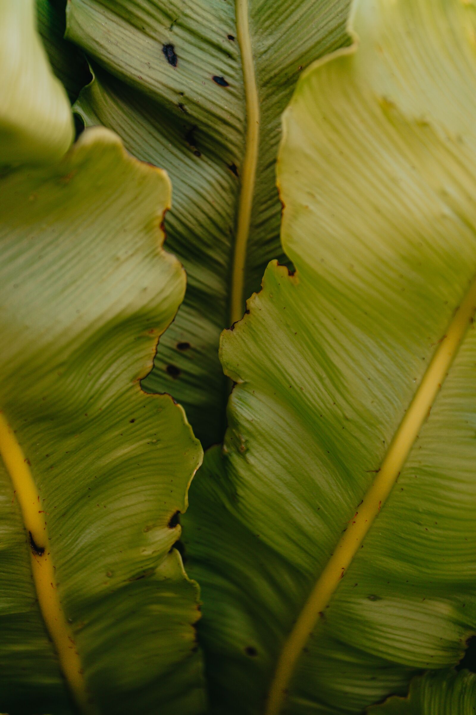Canon EOS 6D + Canon EF 17-40mm F4L USM sample photo. Plant, gree, patron photography