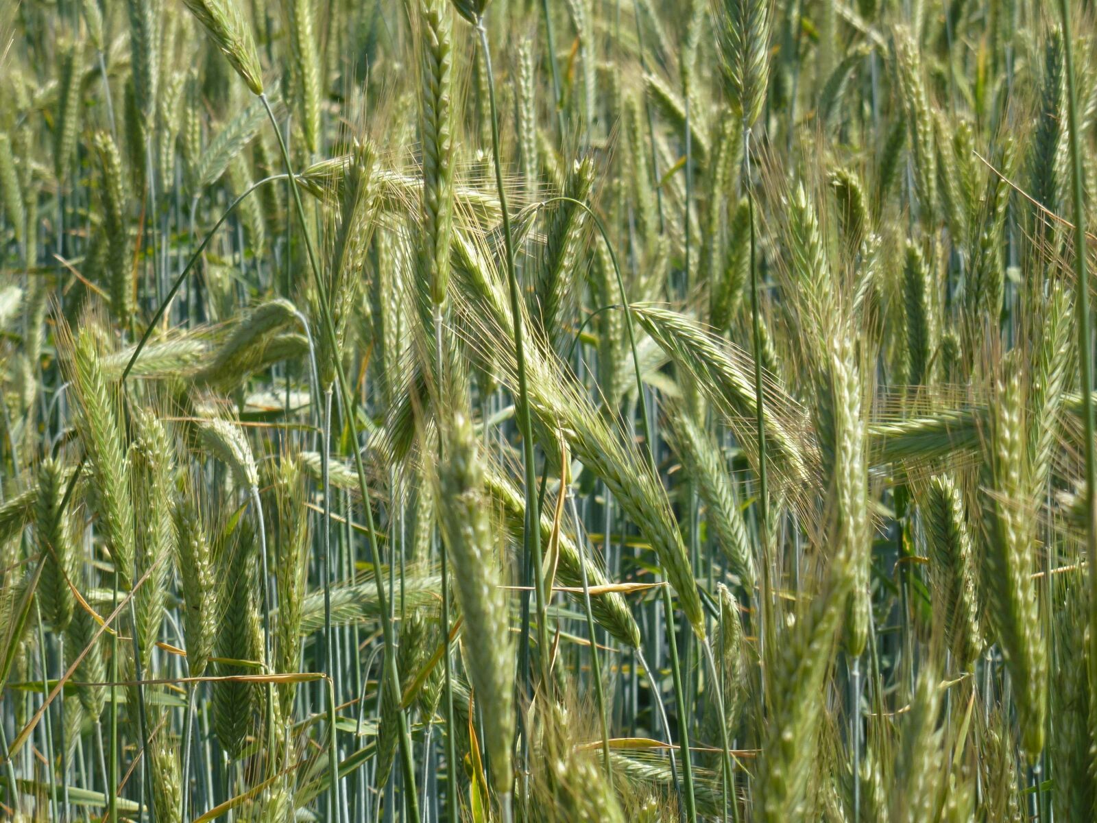 Leica V-Lux 30 / Panasonic Lumix DMC-TZ22 sample photo. Field, agriculture, wheat photography