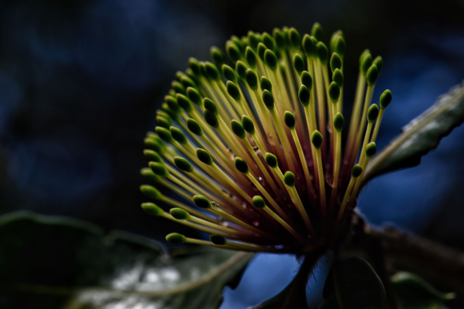 Nikon D3300 sample photo. Bloom, banksia, australian photography