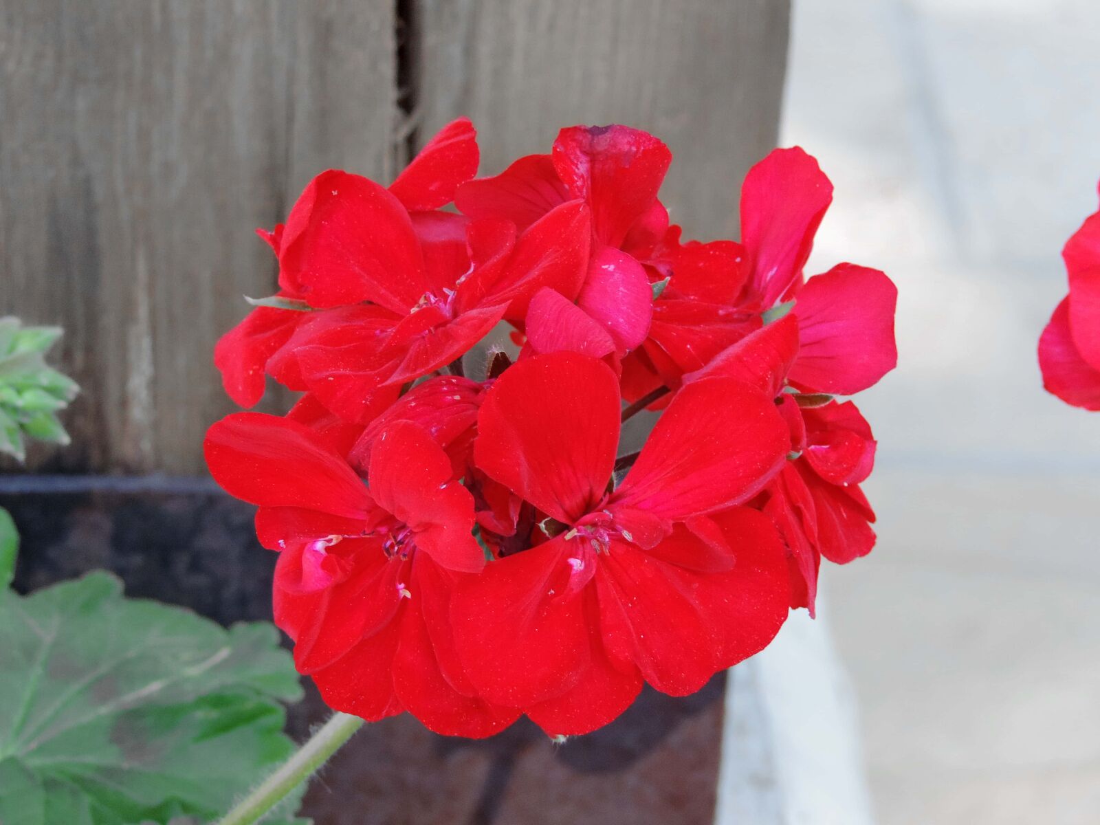Nikon Coolpix P520 sample photo. Petal, geranium, flower, summer photography